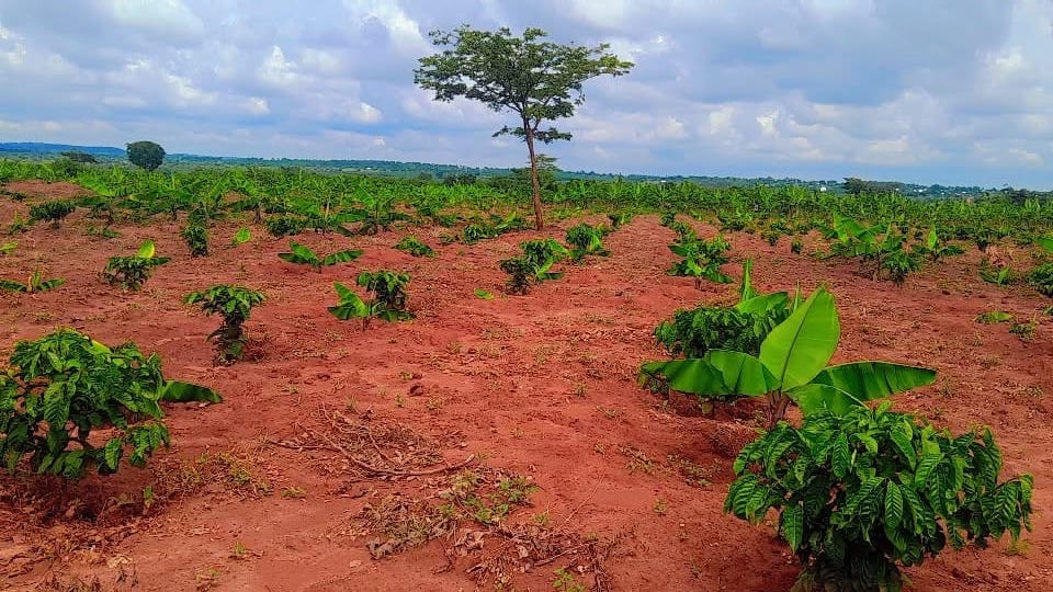 Full Farm with banana tree